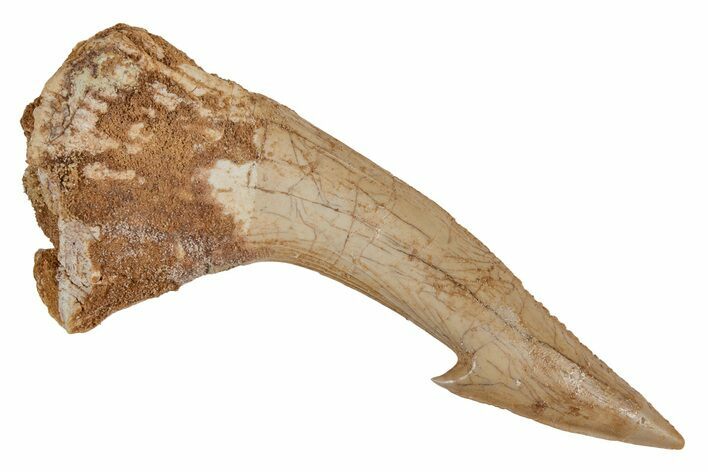 Fossil Sawfish (Onchopristis) Rostral Barb - Morocco #219882